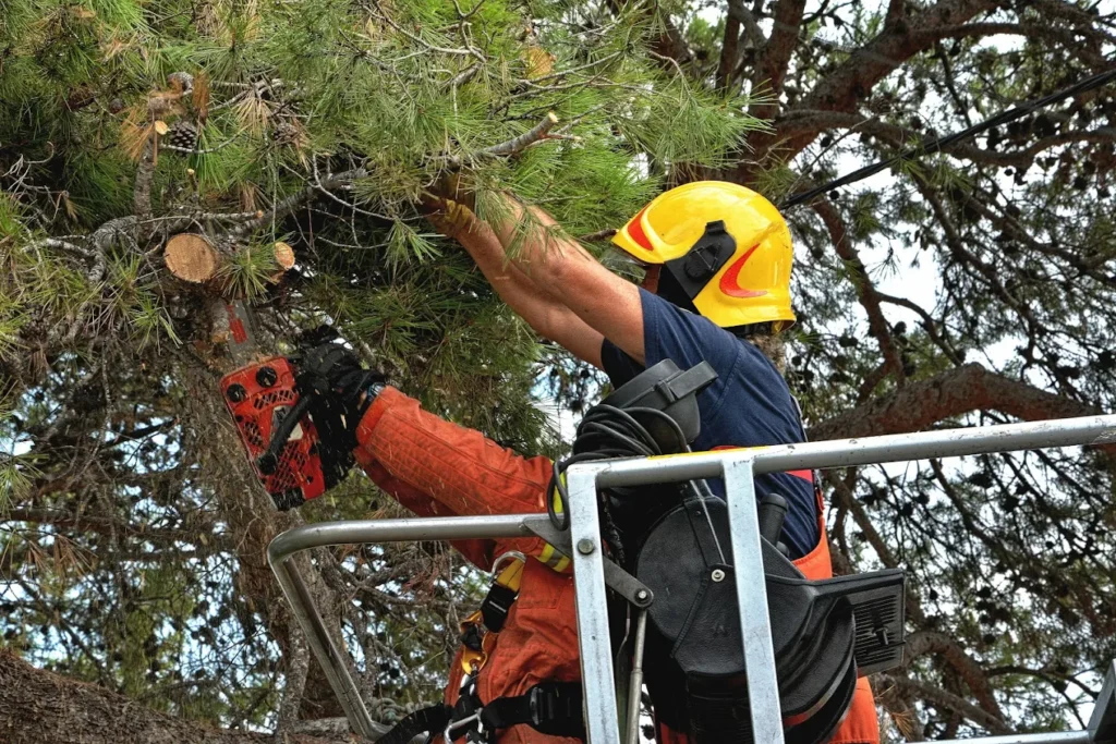 Tree Removal Services in Brookfield CT