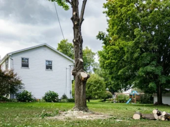 Tree Removal Services in Brookfield {{brizy_dc_image_alt entityId=